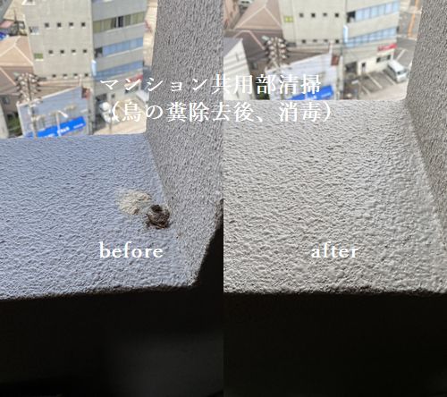 【広島市南区】マンション共用部廊下清掃（鳥の糞）